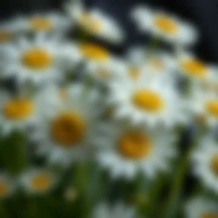 A close-up view of oxeye daisy leaves, highlighting their texture and unique features