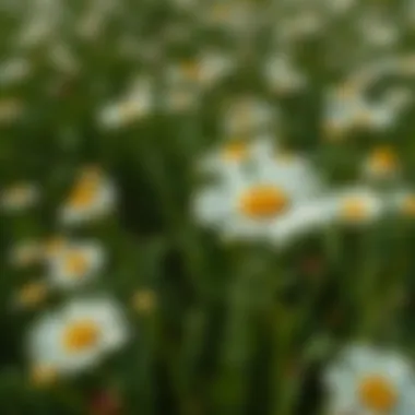 A vibrant green field of oxeye daisies, showcasing the plant in its natural habitat