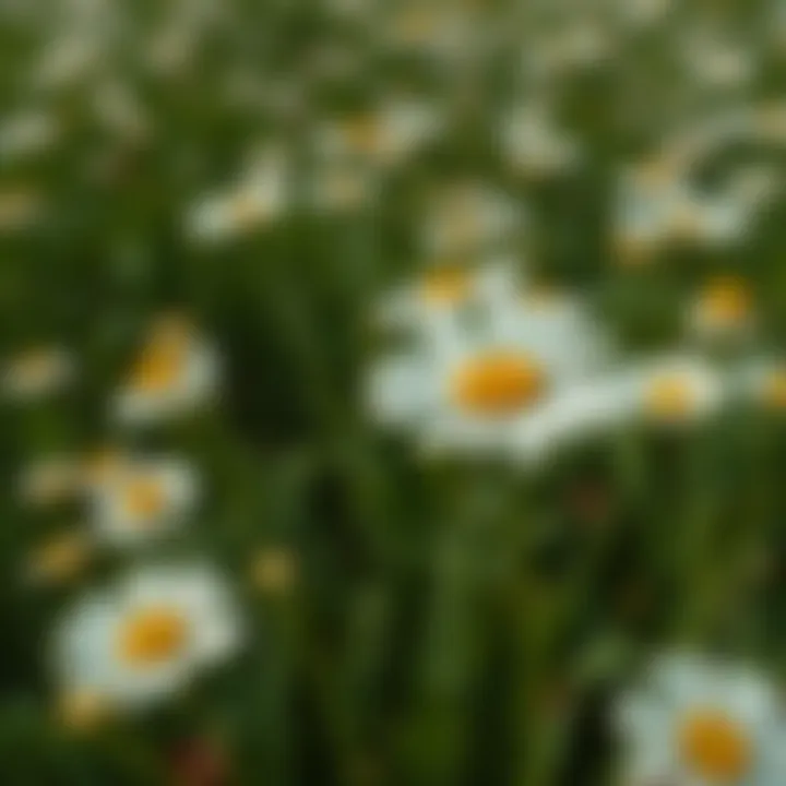 A vibrant green field of oxeye daisies, showcasing the plant in its natural habitat