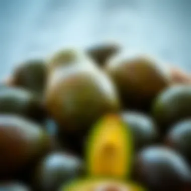 Ripe avocados ready for oil production