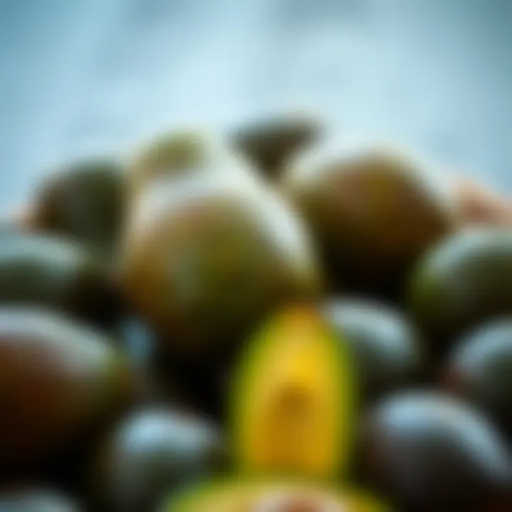 Ripe avocados ready for oil production