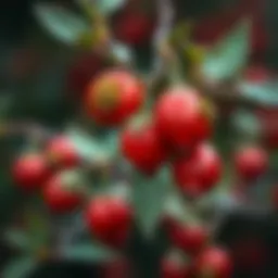 Ripe rose hips showcasing their vibrant color and texture