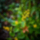 Hypericum perforatum plant in a natural setting