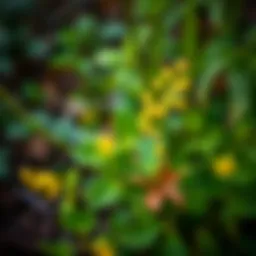 Hypericum perforatum plant in a natural setting