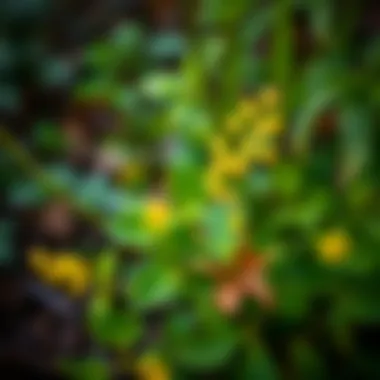 Hypericum Perforatum in Nature Hypericum perforatum plant in a natural setting