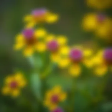 Beautiful St. John's Wort Flowers Close-up of St. John's Wort flowers