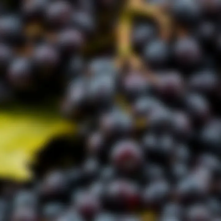 A conceptual depiction of antioxidants found in black grape seeds