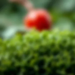 Close-up of Spirulina algae in a natural setting