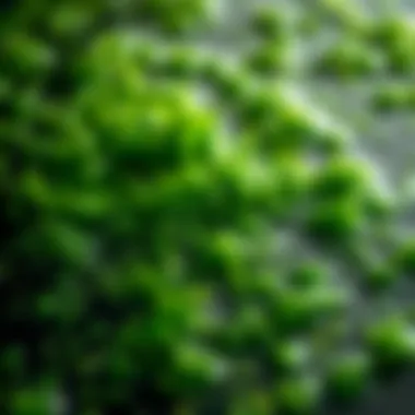 Lush green spirulina algae in water