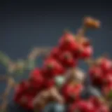 Dried sumac berries showcasing their vibrant color