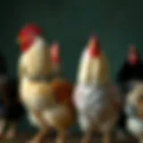 A diverse group of various chicken breeds showcasing unique plumage.