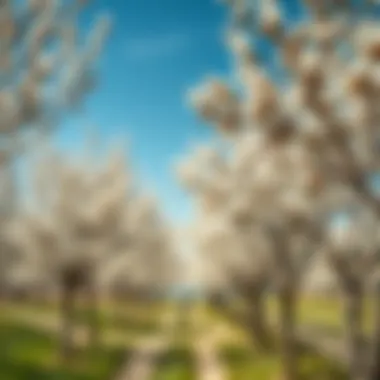 A serene landscape with almond trees in full bloom