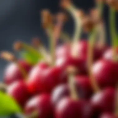 Fresh Cherry Close-Up A close-up of fresh cherries used in visneli popkek