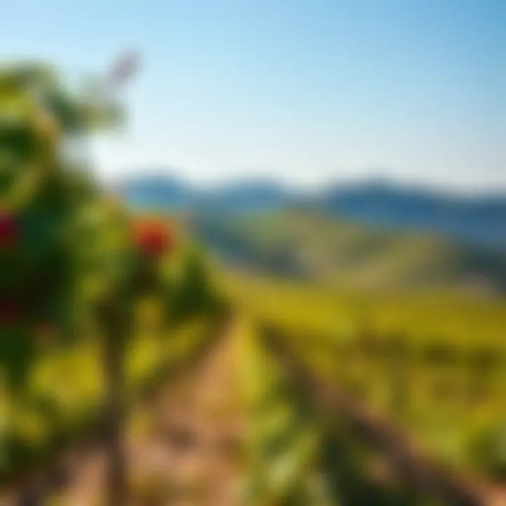 A serene vineyard landscape under a clear sky