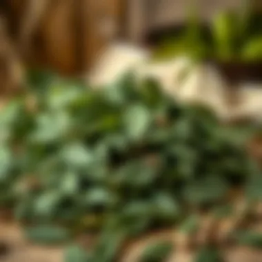 Fresh Yayla Tea Leaves A close-up of fresh Yayla tea leaves set against a rustic background.