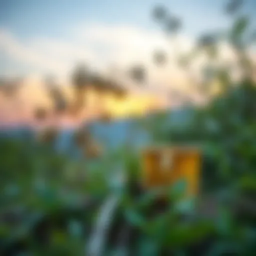 Natural Habitat of Yayla Tea Ingredients A serene landscape showcasing wild herbs used in Yayla tea.