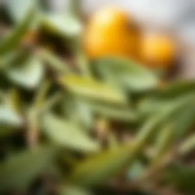 Antioxidant properties of olive leaves