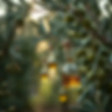 Olive oil production process